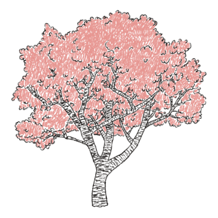 吉野桜イメージイラスト