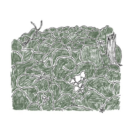 モスグリーンイメージイラスト
